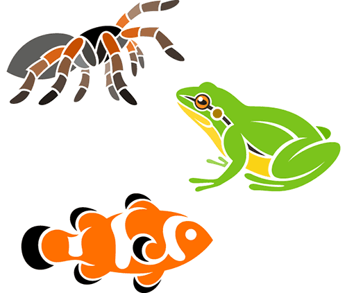 tarantula, frog, clownfish